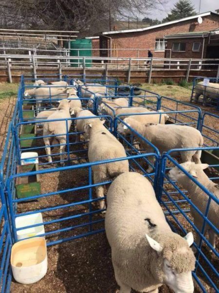 2,75m Light Duty Kraal Hurdle